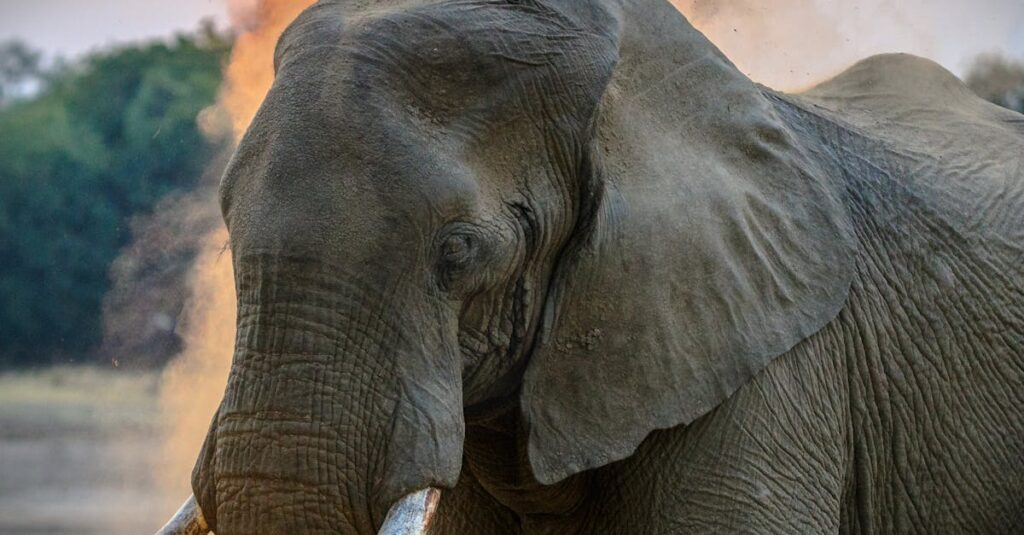 Close-up portrait of a majestic African elephant in Mpika, Zambia during sunset safari.