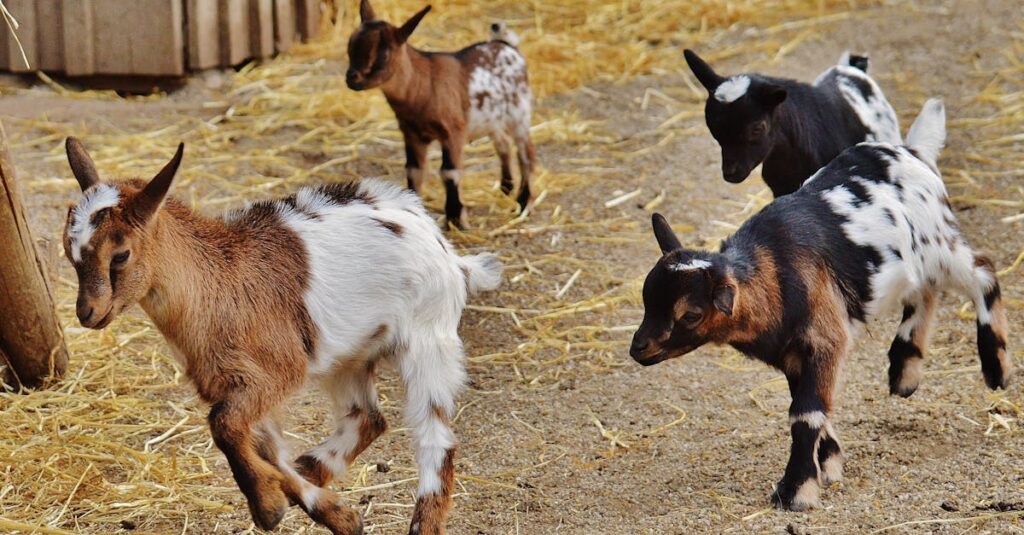 Cute young goats running and playing on a sunny farm day. Perfect for farm life themes.